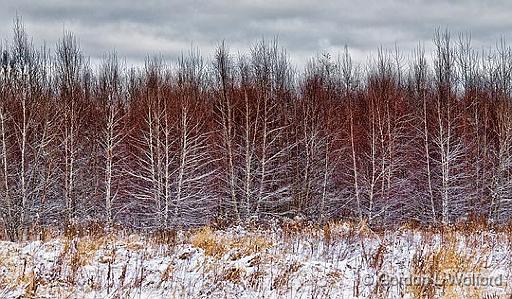 Birch Woods_20338.jpg - Photographed near Smiths Falls, Ontario, Canada.